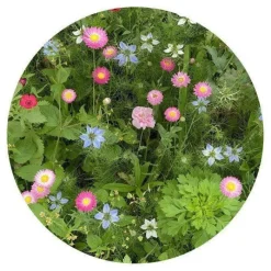 Gift Campaign Sacchetto di carta kraft con semi di fiori secchi da piantare></noscript> Vasetti Con Semi