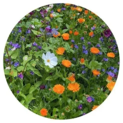Gift Campaign Sacchetto di carta kraft con semi di fiori da piantare></noscript> Vasetti Con Semi