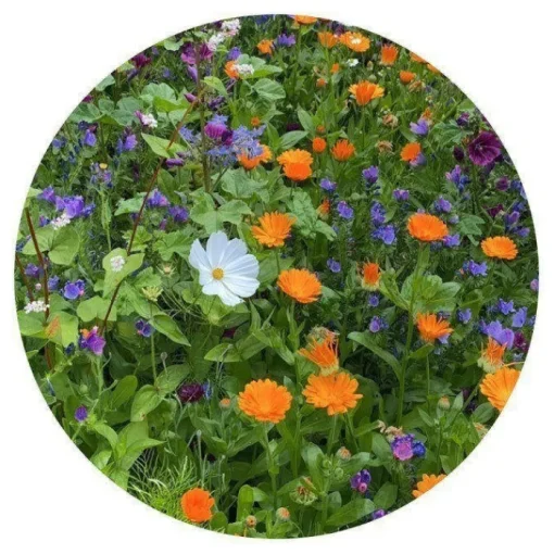 Gift Campaign Sacchetto di carta kraft con semi di fiori da piantare> Vasetti Con Semi