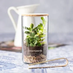 Gift Campaign Terrario in vetro con semi di cactus e coperchio in sughero Kit></noscript> Vasetti Con Semi