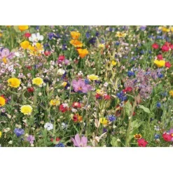 Gift Campaign Terriccio e semi di fiori di campo in scatola di carta Wild Flower><noscript><img width=