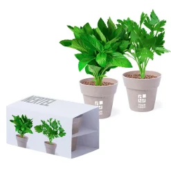 Gift Campaign Vasetti biodegradabili con semi di menta e prezzemolo con substrato><noscript><img width=