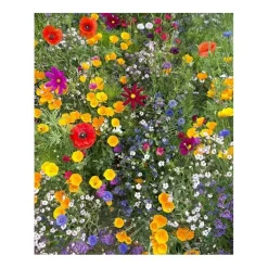 Gift Campaign Vasetti personalizzati con bicchiere, substrato e semi di fiori di campo></noscript> Vasetti Con Semi